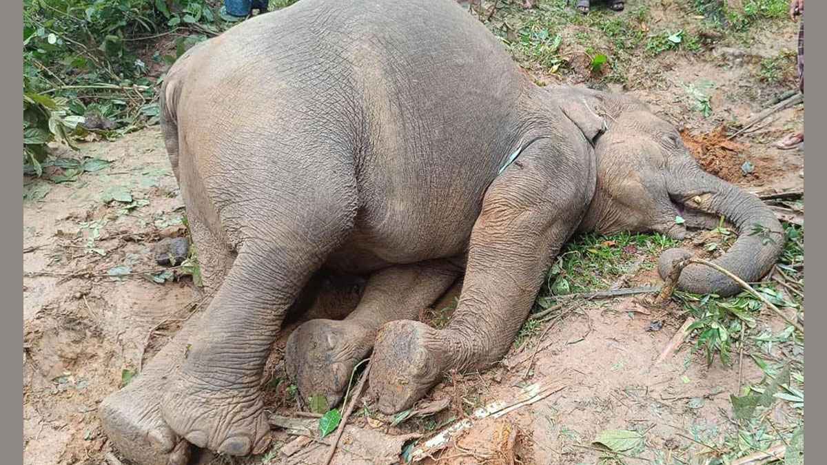 শেরপুরে বিদ্যুৎস্পর্শে বন্যহাতির মৃত্যু, ক্ষোভ প্রকৃতিপ্রেমীদের